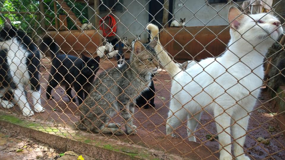 Moradores da Sociedade Protetora dos Animais de Paranavaí (Foto: David Arioch)
