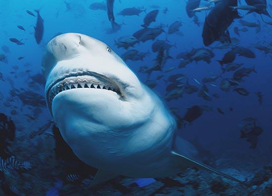 Engenheiro marítimo não concorda com quem afirma que tubarões são animais agressivos (Foto: Klaus Jost)
