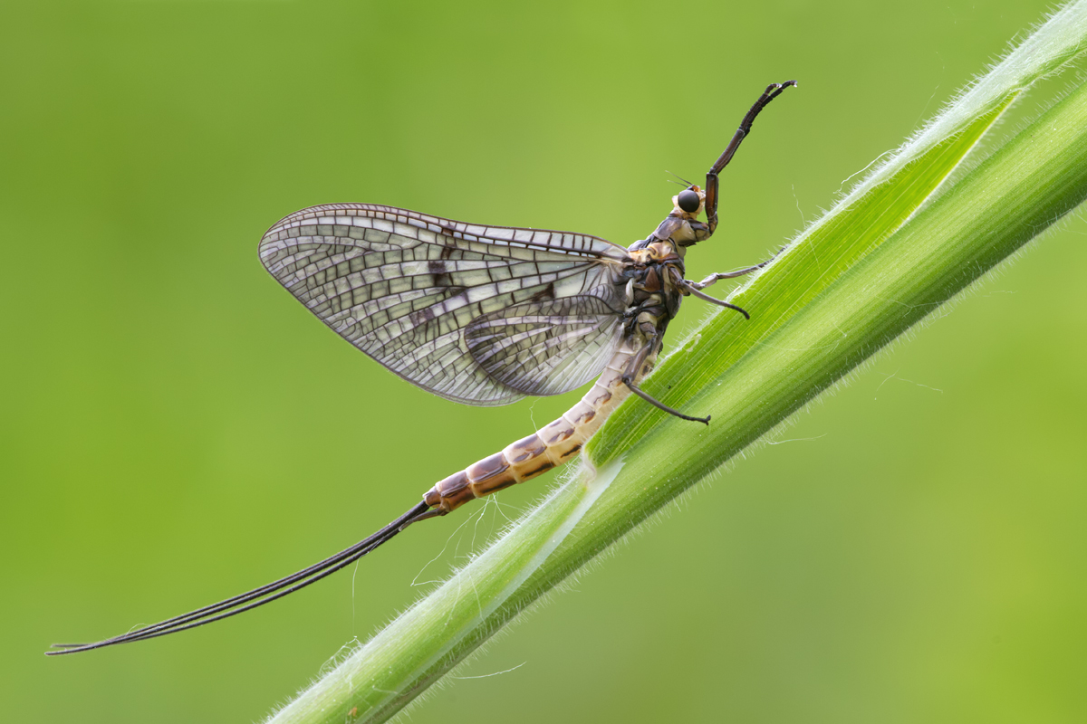 mayfly-ephemera-danica-2