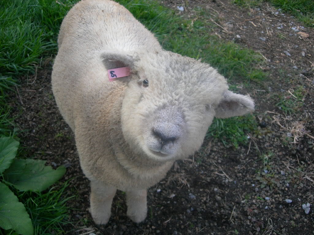 sheep10-4-08018