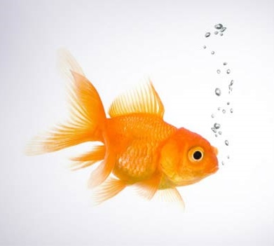 gold-fish-in-water