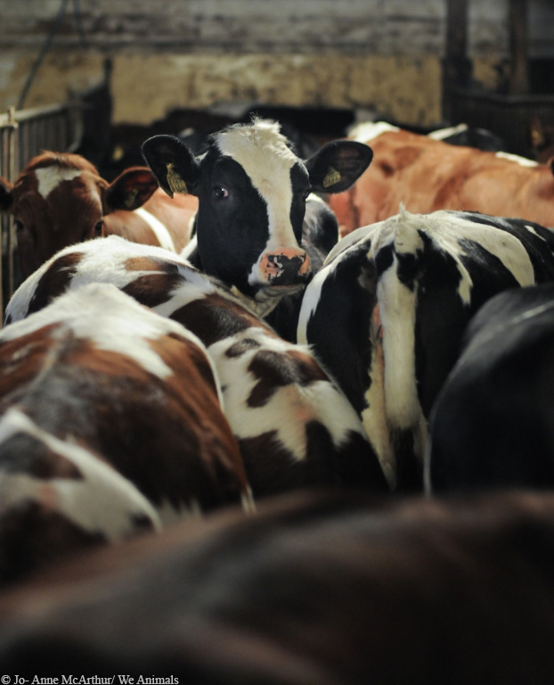 Tocando a boiada - Working with herd of cattle, Peões condu…