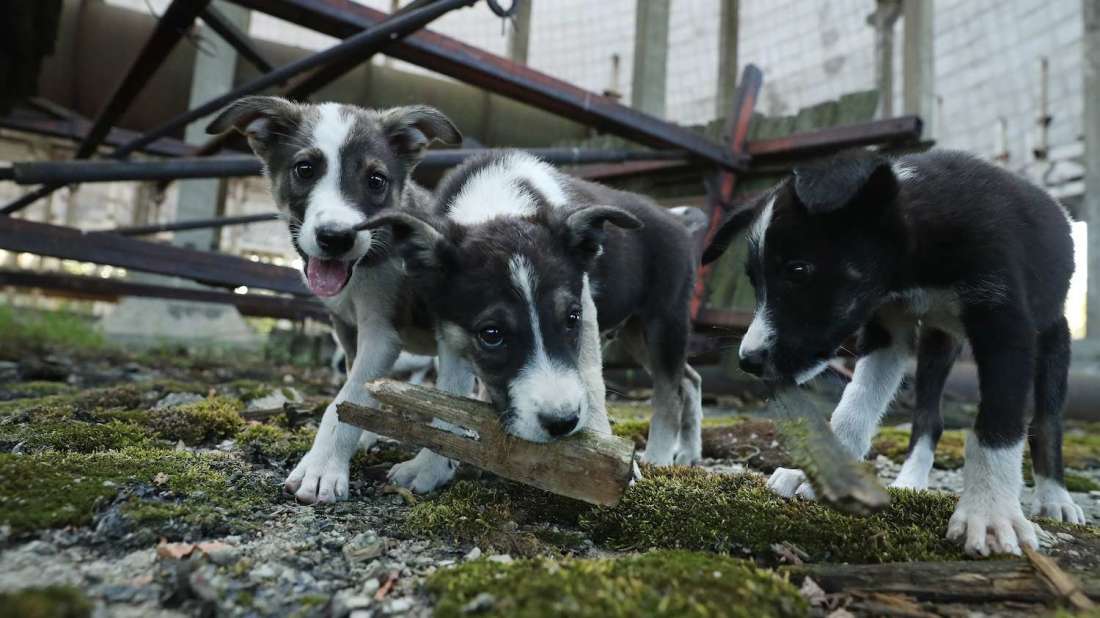 Banco de imagens : grama, Visão, cachorro, Collie, pele